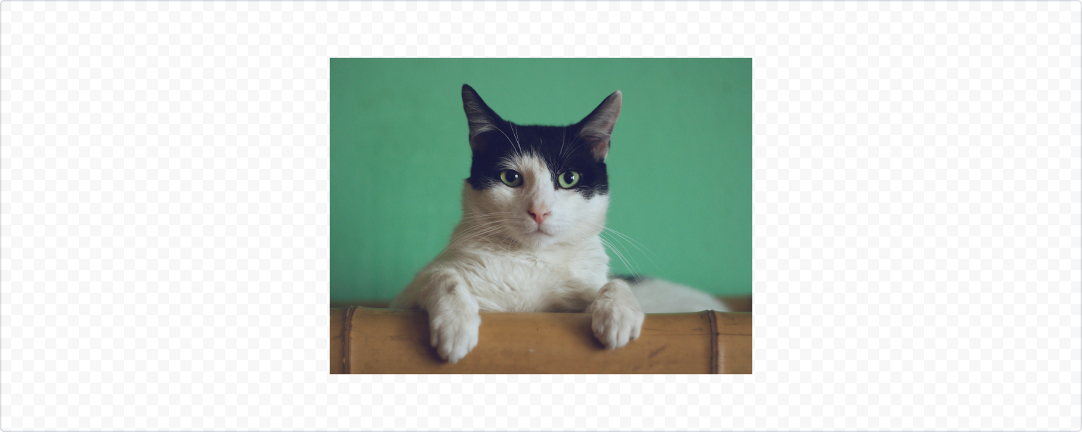 black and white cat sitting on a bamboo chair, smirking as if to say, "This room is my fluffy kingdom"